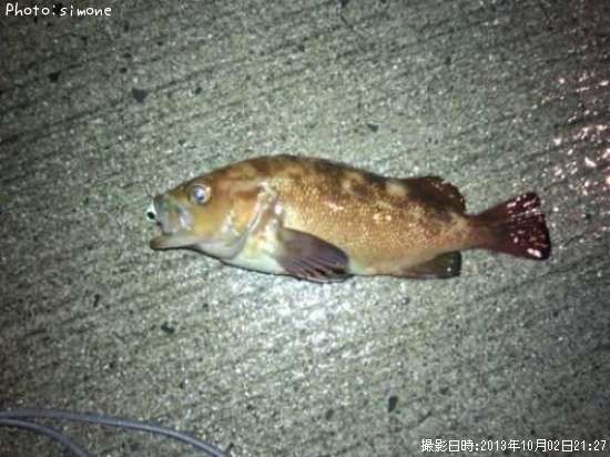 ������Х�