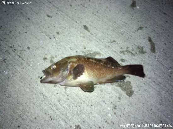 ������Х�