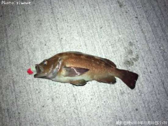 ������Х�