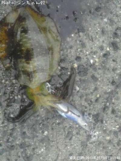 �����ꥤ��