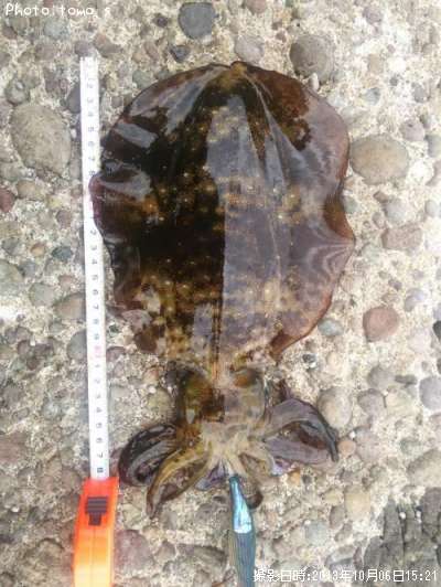 �����ꥤ��