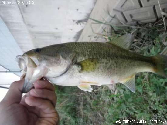 �֥�å��Х�