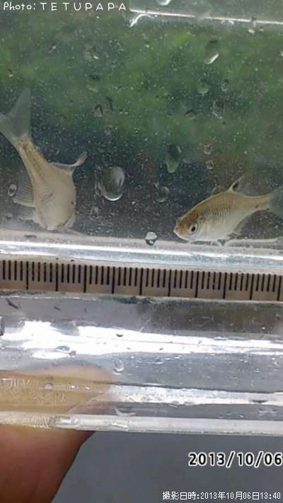 ��Φ�Х饿�ʥ�