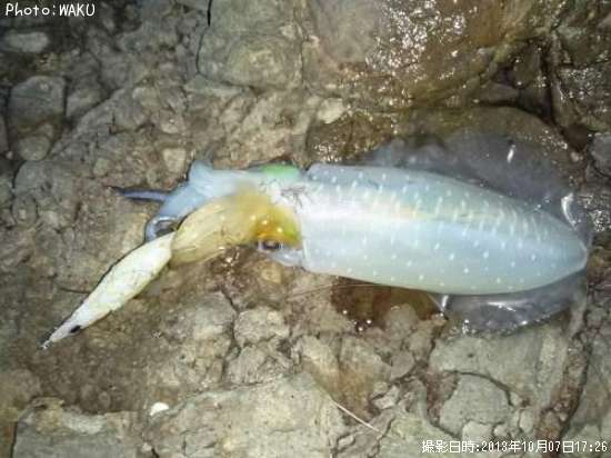 �����ꥤ��