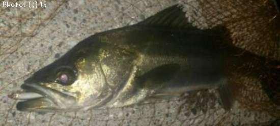 �����Ф�