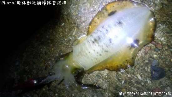 �����ꥤ��