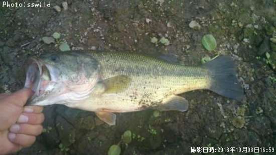 �֥�å��Х�