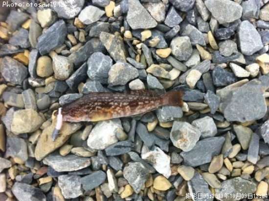 �����ʥ�