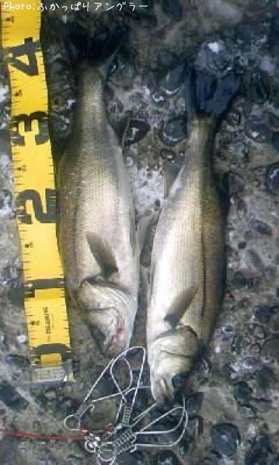 �����Х�