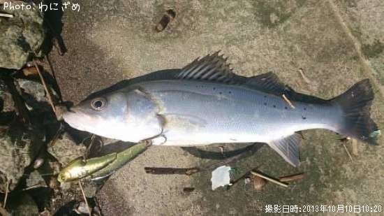 �����ꥯ��