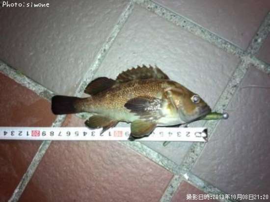 ������Х�