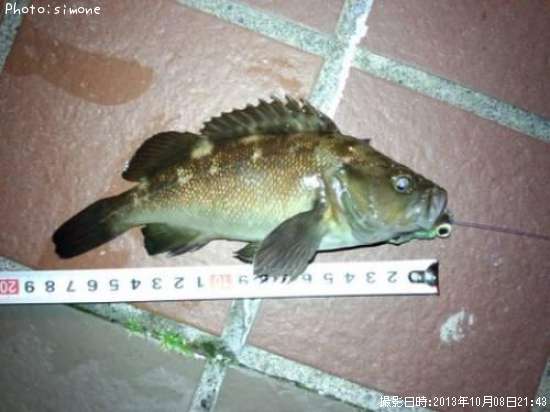 ������Х�