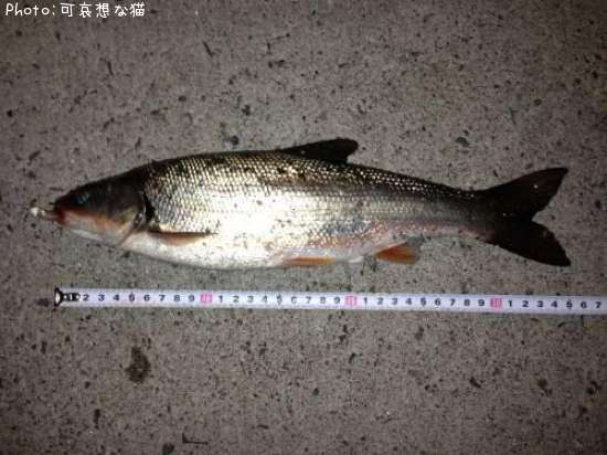 �ޥ륿������