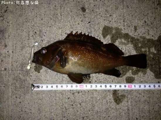 ������Х�