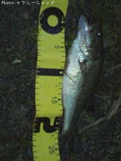 �֥�å��Х�