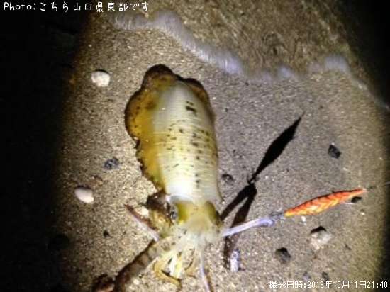 �����ꥤ��