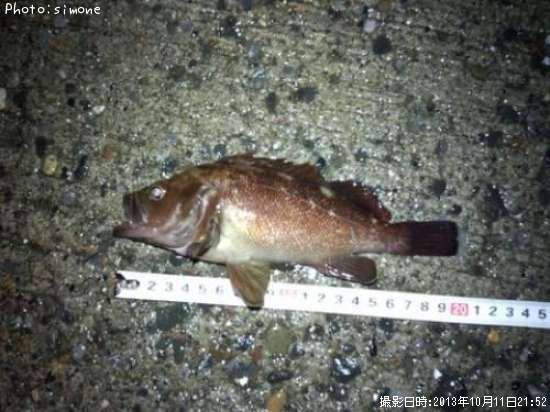 ������Х�