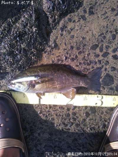 �֥�å��Х��ʥ��⡼��ޥ����Х���