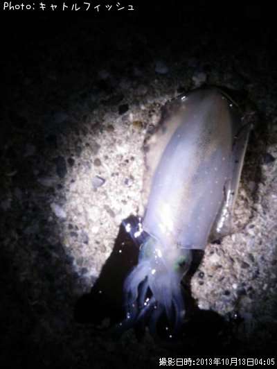 �����ꥤ��