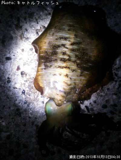 �����ꥤ��