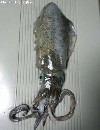 �����ꥤ��