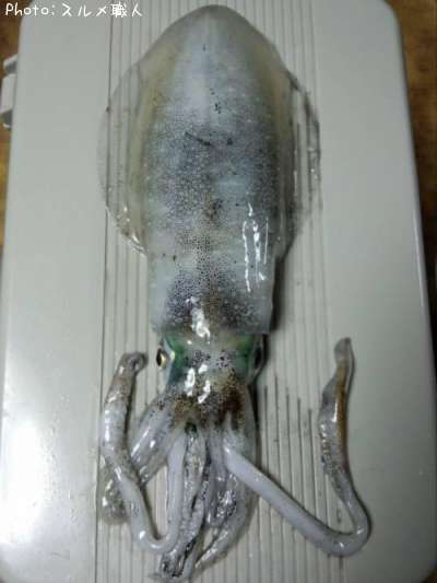 �����ꥤ��