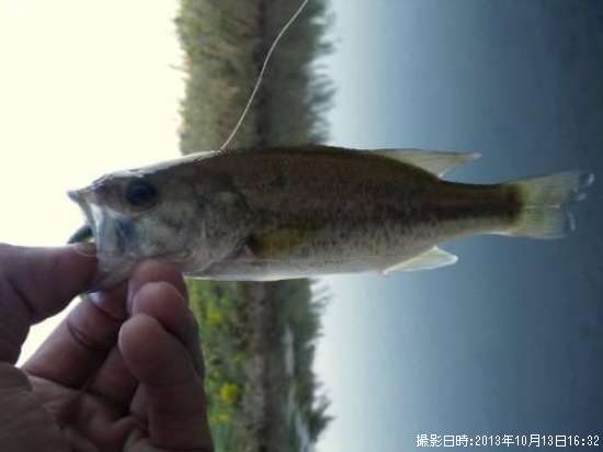 �֥�å��Х�