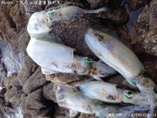 �����ꥤ��