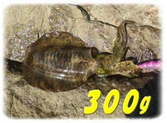 �����ꥤ��