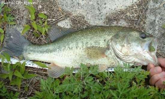 �֥�å��Х�