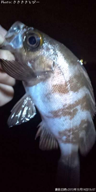 ��Х�������Х�