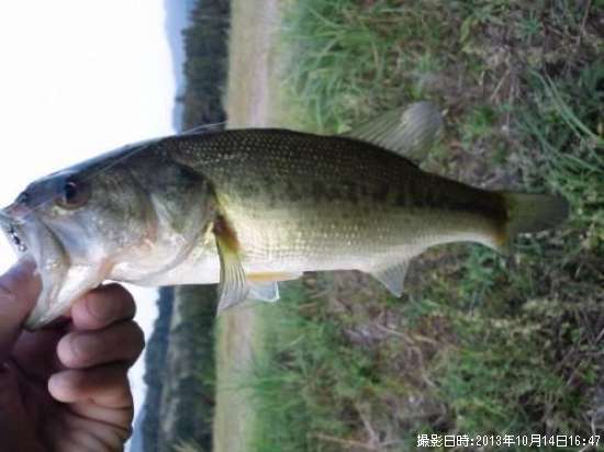 �֥�å��Х�