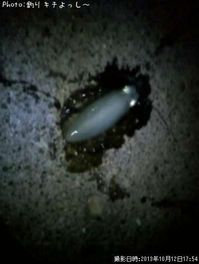 �����ꥤ��