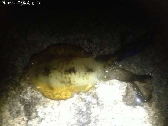 �����ꥤ��