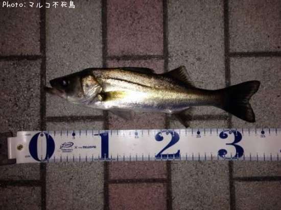 �����Х�