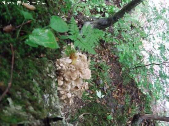 �ޥ�����