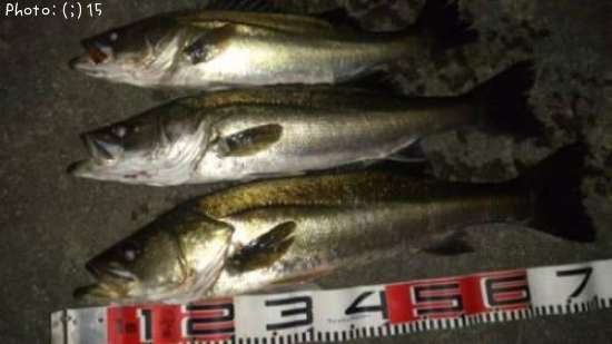 �����Ф�