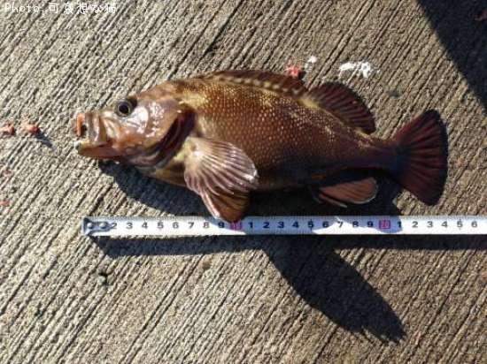 ������Х�