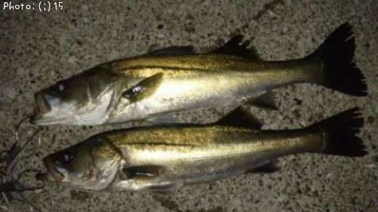 �����Ф�