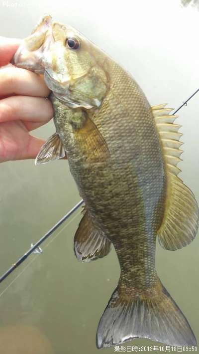 ���⡼��ޥ����Х�