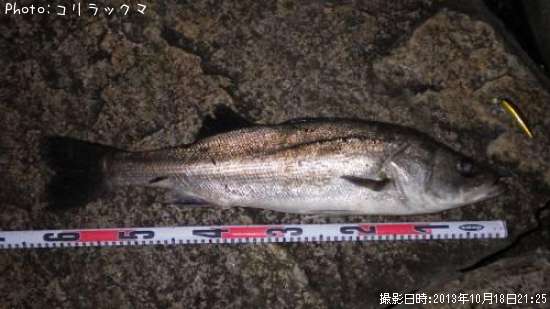 �����Х�