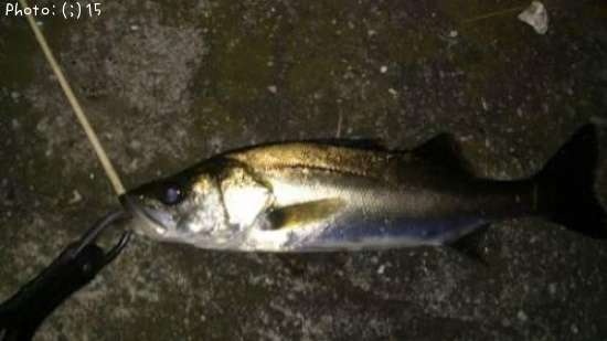 �����Ф�