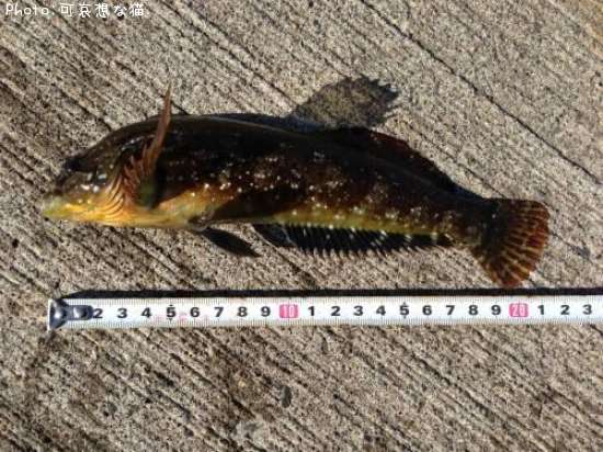 �����ʥᡩ