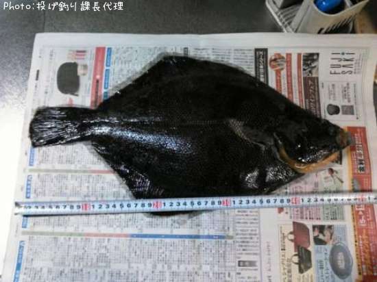 �ۥ����쥤