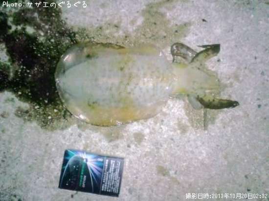 �����ꥤ��