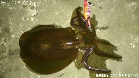 �����ꥤ��