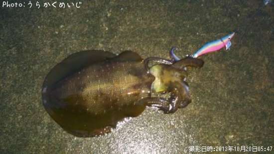 �����ꥤ��