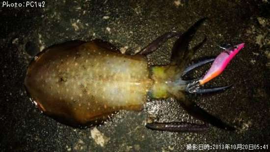 �����ꥤ��