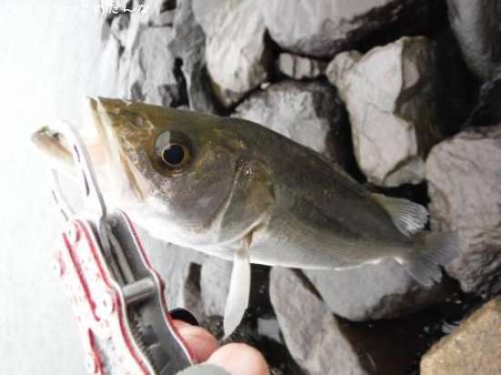 �����Х�