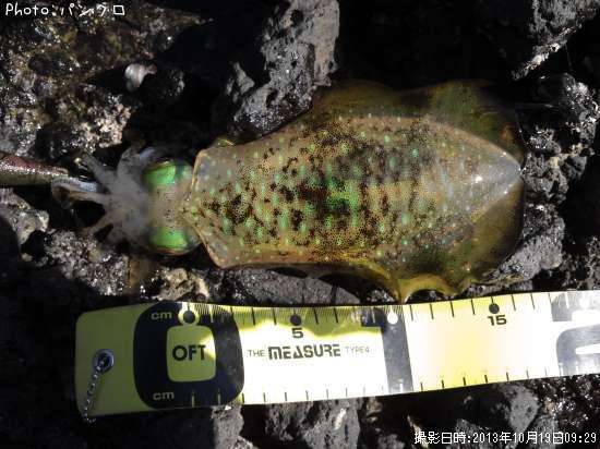 �����ꥤ��